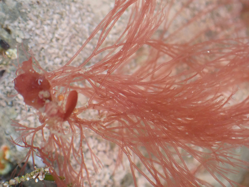 Anotrichium