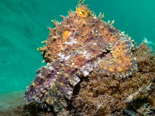Lesser Two-spot Octopus