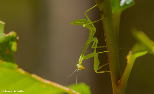 iNaturalist observation photo of Arizona Mantis