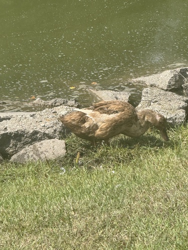 Domestic Mallard