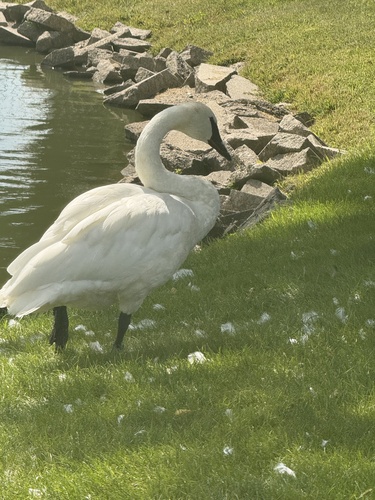Trumpeter Swan
