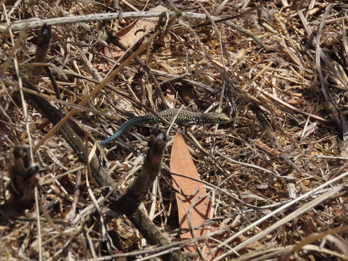 Podarcis lusitanicus