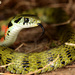 Tiger Keelback - Photo (c) Kim, Hyun-tae, all rights reserved, uploaded by Kim, Hyun-tae