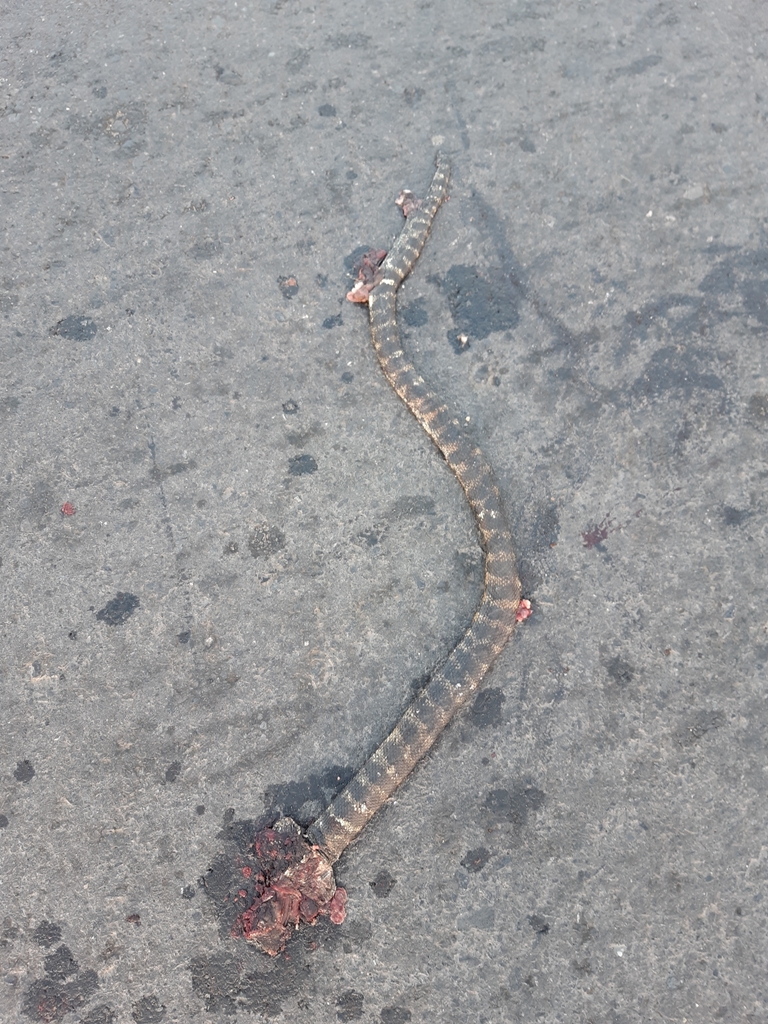 California King Snake in November 2019 by Silindokuhle Tokota. Road ...