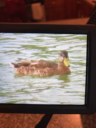 iNaturalist observation 2025-09-02