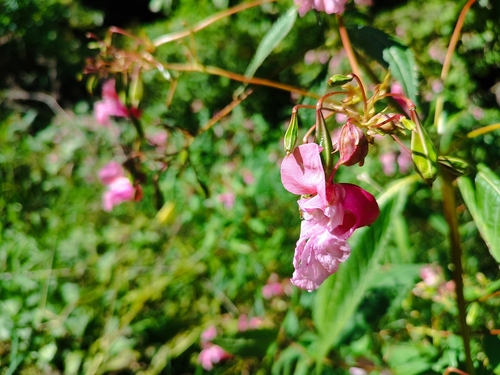 Himalayan balsam