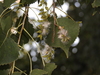 Mexican Poplar - Photo (c) Noel Alvarez, all rights reserved, uploaded by Noel Alvarez