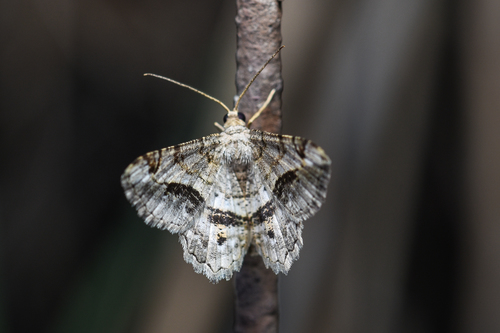 Tamarisk Peacock