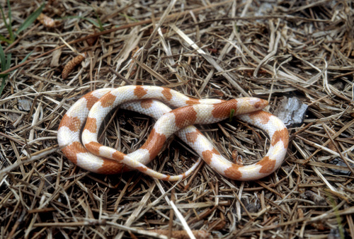 Scarletsnake