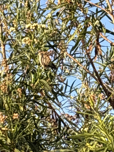 iNaturalist observation photo of Perching Birds