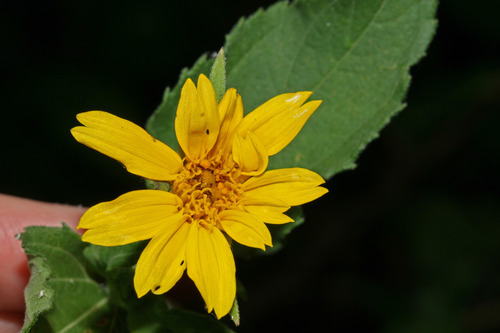 Wedelia calycina