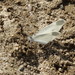 Northwest-Asian Wood White - Photo (c) snv2, all rights reserved, uploaded by snv2