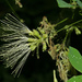 Pithecellobium excelsum - Photo (c) Ruth Ripley, כל הזכויות שמורות, הועלה על ידי Ruth Ripley