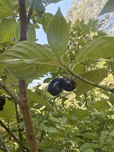 Blackfruit Dogwood fruiting