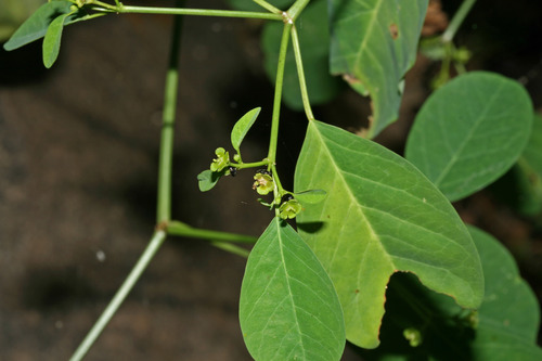 Euphorbia viridis