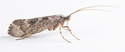 iNaturalist observation photo of Lenarchus