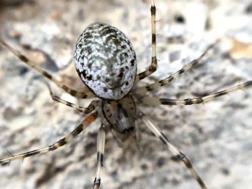 Vikrusis karnavoris nuotrauka