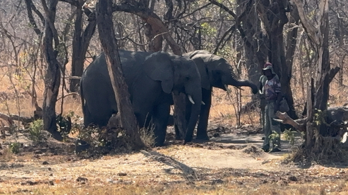 African Savanna Elephant