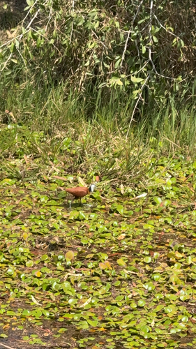 African Jacana