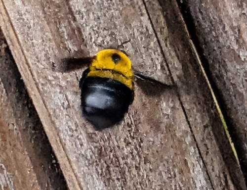 Glowing Carpenter