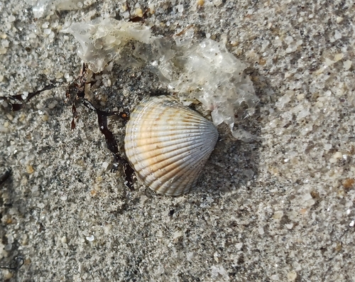 Cerastoderma edule