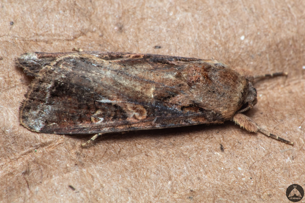 Fall Armyworm Moth from Evansville, IN 47715, USA on August 31, 2025 at ...