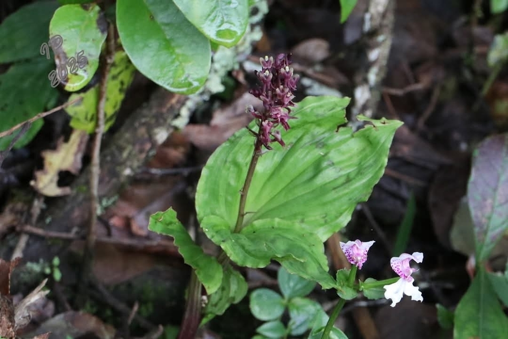 Liparis atropurpurea (Liparis atropurpurea)
