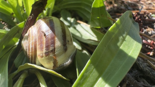 Eobania vermiculata