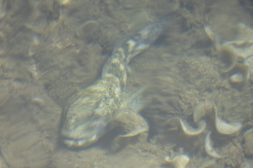 Gobius cobitis