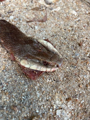 Coastal Taipan sighting