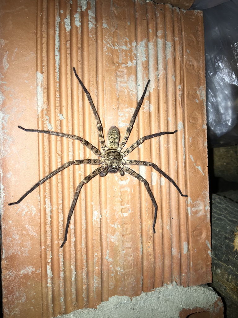 Heteropoda variegata  iNaturalist