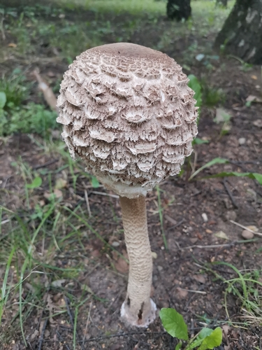 Наблюдение на iNaturalist