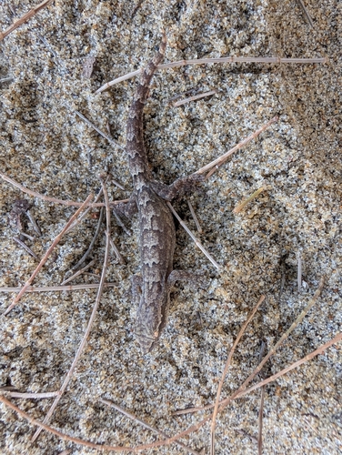 Mourning Gecko