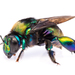 Violaceous Orchid Bee - Photo (c) Peter Marting, all rights reserved, uploaded by Peter Marting