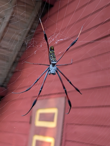 Southern Redleg Orbweaver
