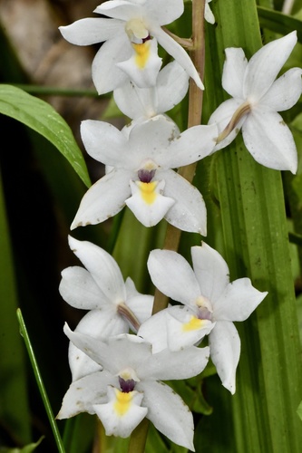 Aganisia white flowers