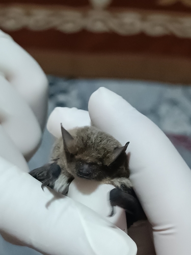 Kuhl's pipistrelle