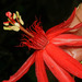 Passiflora quadriglandulosa - Photo (c) Ruth Ripley, kaikki oikeudet pidätetään, lähettänyt Ruth Ripley