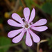 Mediterranean Catchfly - Photo (c) williamdomenge9, all rights reserved, uploaded by williamdomenge9