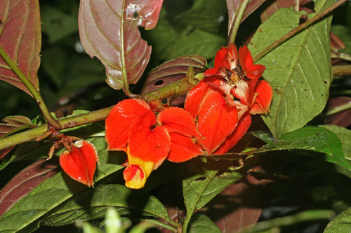 Drymonia doratostyla