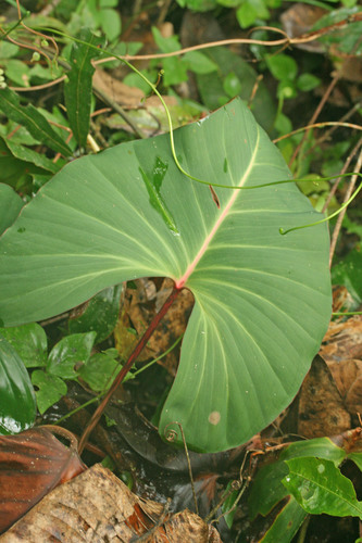Adelonema crinipes