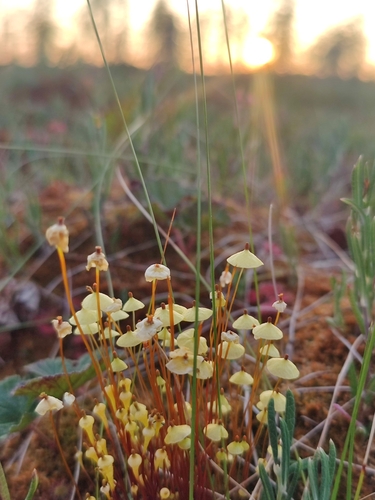 Yellow Moosedung Moss