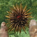 Reef Urchin - Photo (c) Jeff Stauffer, all rights reserved, uploaded by Jeff Stauffer