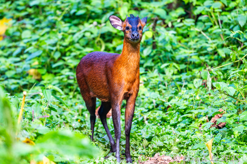 Kivu Duiker