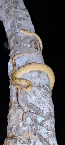 Garden Tree Boa