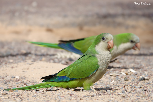 Myiopsitta monachus