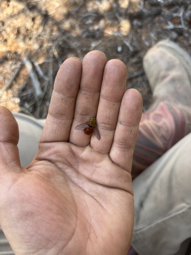 Unknown species found near Trail Lake Rd, Dubois, WY, US