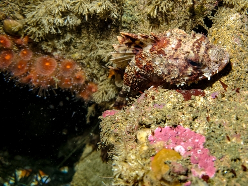 California Scorpionfish