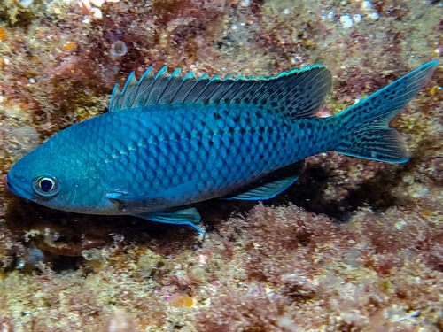 Blacksmith Chromis