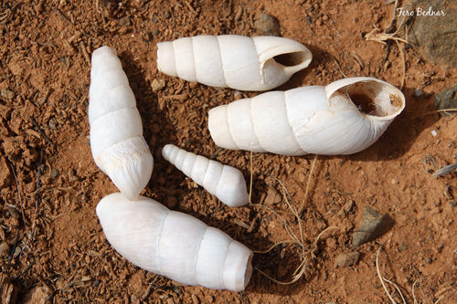 Rumina decollata